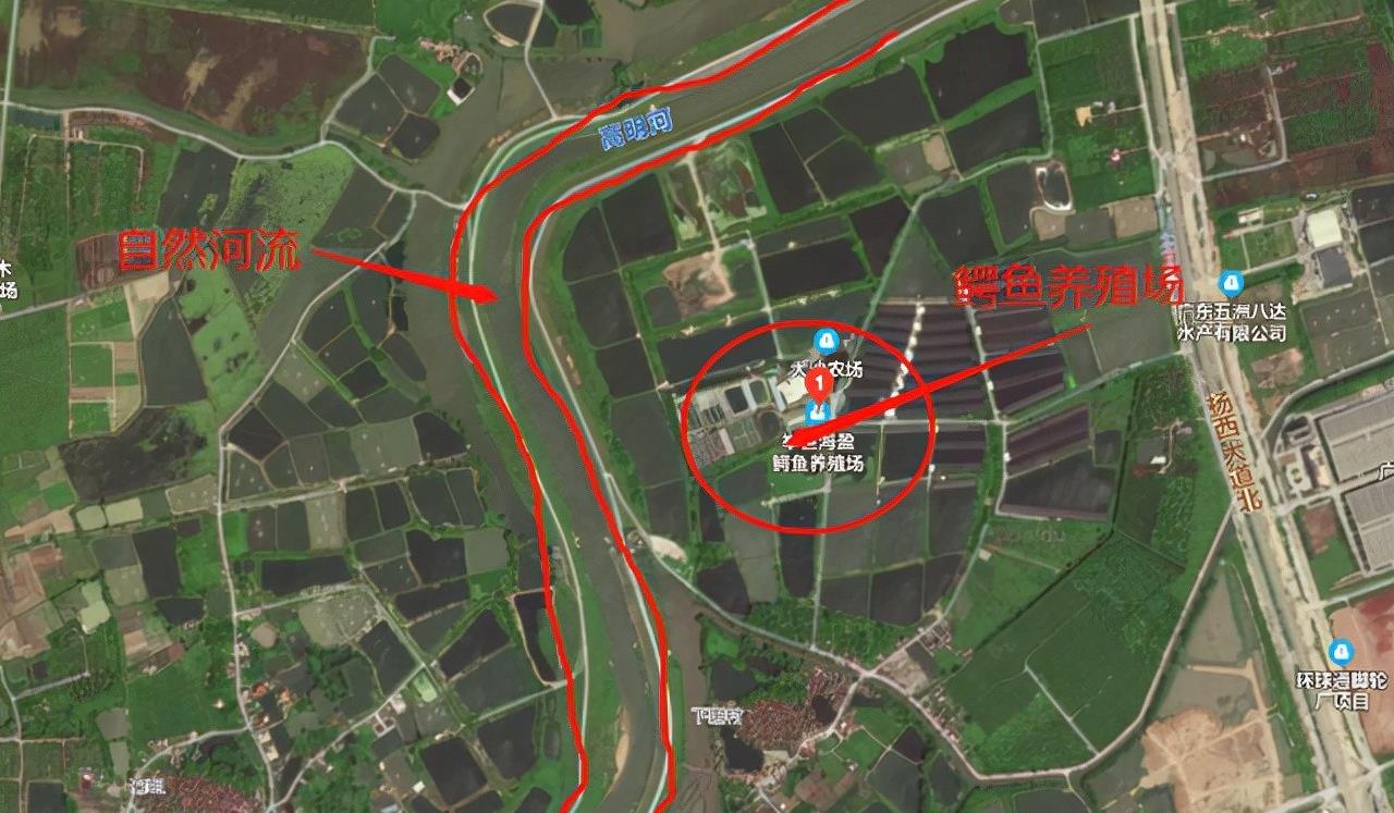 池塘|钓到鳄鱼还微笑拍照，广东男子冲上热搜！这些鳄鱼是从哪里来的？