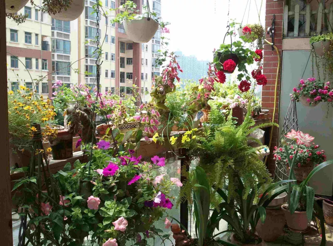 阳台花园，美！美！美！
