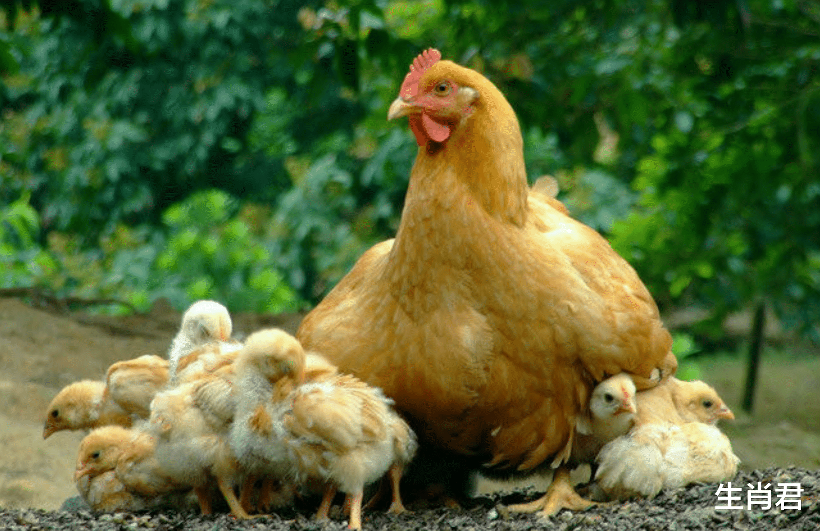 属鸡|属鸡人从职场小白逆袭公司骨干，靠的不是一朝一夕，而是持续奋斗