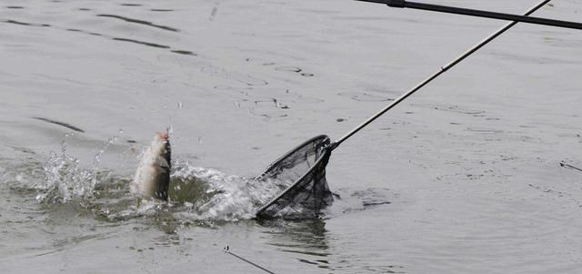 重庆|二十斤鱼12000元！重庆俩男子垂钓摊上事了，钓鱼人纷纷拍手叫好