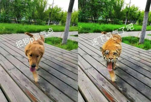 舜網 用力過猛的大神P圖，大叔這個桃心臉……簡直要笑抽筋