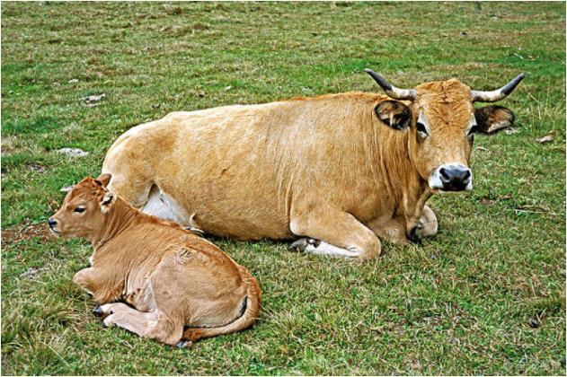 萌乐育儿|生肖牛人：近期3天这个人会找上门，是你后半生最大的贵人要珍惜！