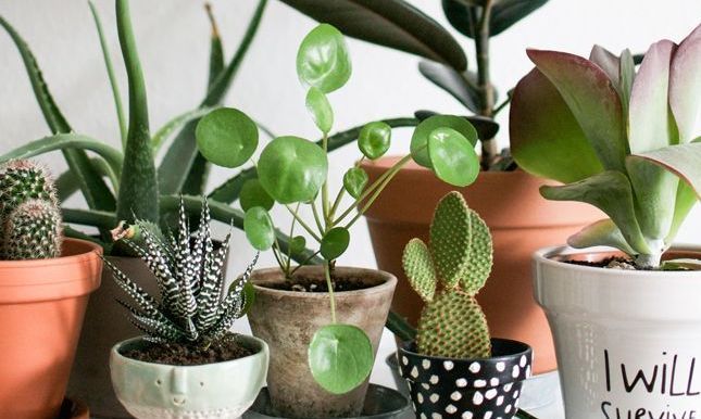 MINI迷你绿植控必备的桌面植物