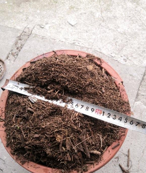 说说家装那点事儿|松针养花，有哪些优点？为啥都喜欢用松针养花？透气且富含养分