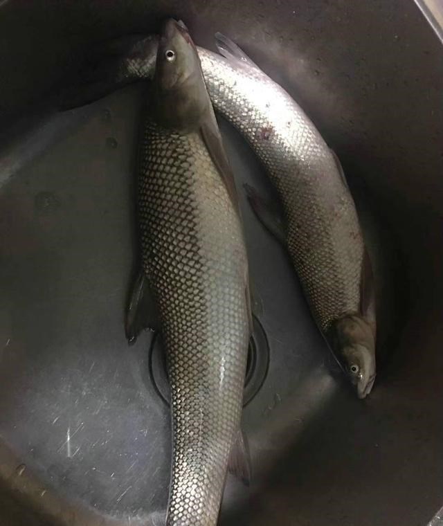 |广西钓友钓起两条“大白鱼”,力气大外形怪,翘嘴和草鱼杂交?