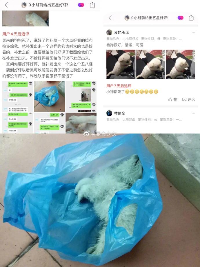 清优影视和生活 此“宠物盲盒”非彼“宠物盲盒”，活体盲盒真是丧尽天良