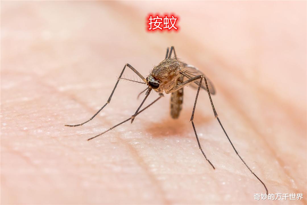 每年一入冬,蚊子都去哪了?其实它就在我们身边