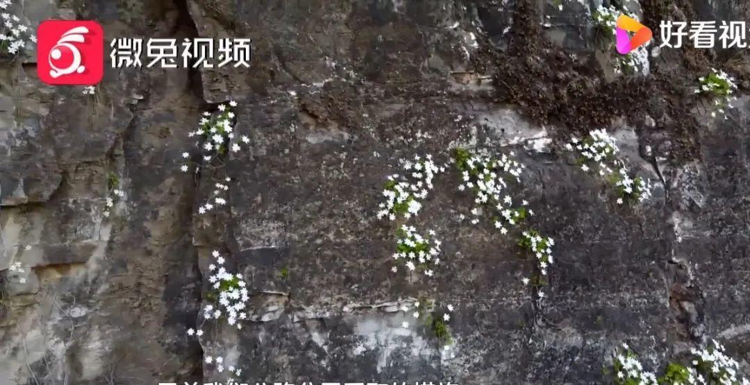 男子花100元买盆花，警察半夜找上门，结果悲剧了