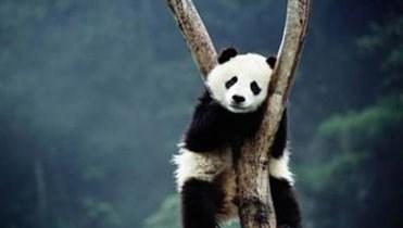 舜网 世界绝版的睡姿,科学家无法解释,一个个堪称睡神,第一张很销魂!