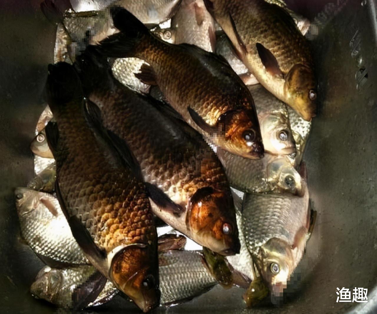锦鲤|钓鱼20多年，第一次遇到，全身漆黑如墨的鲫鱼，这种鲫鱼能吃吗？