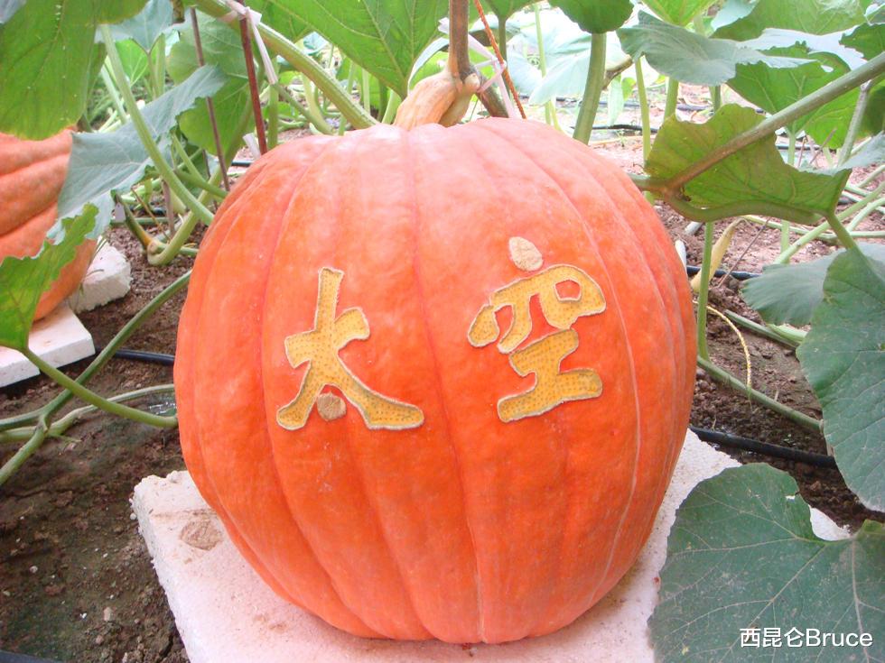 航天 神十三即将发射！将继续送种子上太空，到底有啥用？只是产量高吗