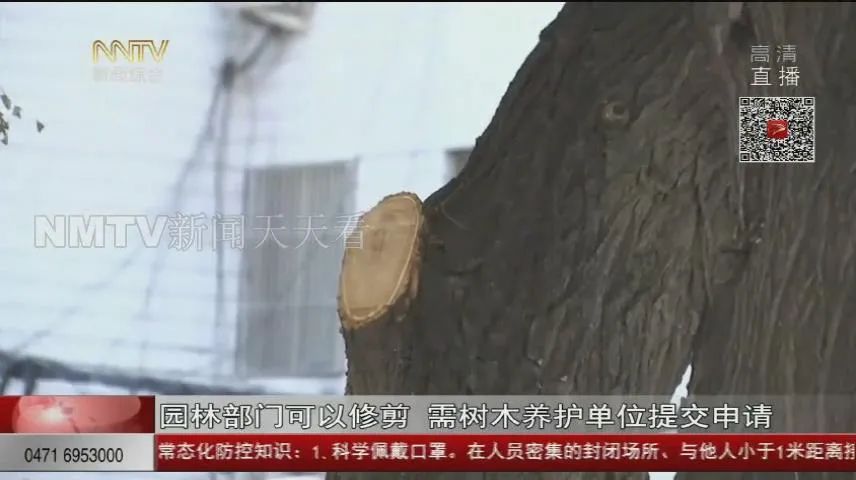 呼和浩特这十几棵大树该“理发”了!遮挡阳光 低层住户犯愁...
