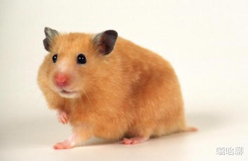 生肖|三大生肖：不愿意甘居于人后，迟早能飞黄腾达