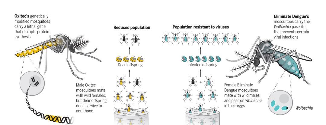 蚊子 基因蚊子能消灭野生蚊子吗?巴西用惨痛教训给了我们答案