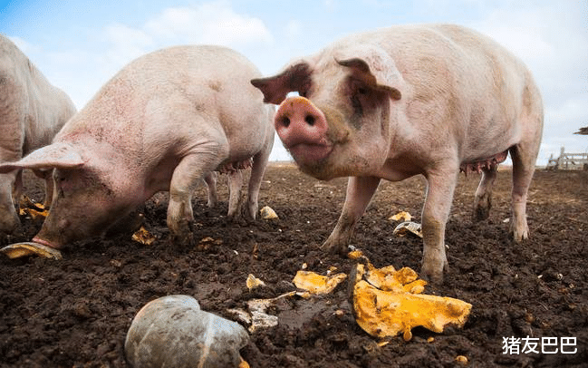 人民币 5月20日猪价:底部横盘!猪价弱势走强,市场供需进入僵持期!