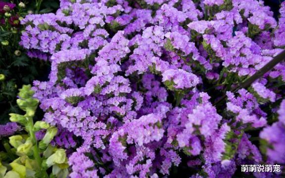 萌萌说萌宠|心理测试：你最想在哪一片花海拍照，测你是不是情场高手