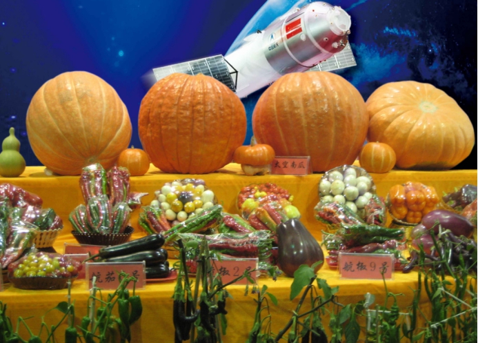 太空育种 中国的“太空稻”开始收割！稻粒长约1厘米，我们多久能吃上？