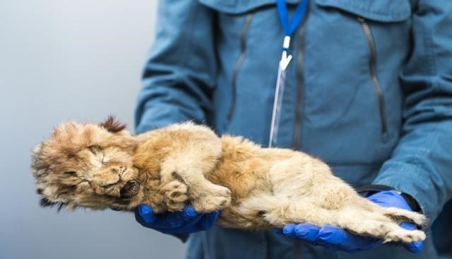  “潘多拉魔盒”已经打开？全球冻土层逐渐消融，远古病毒或将苏醒