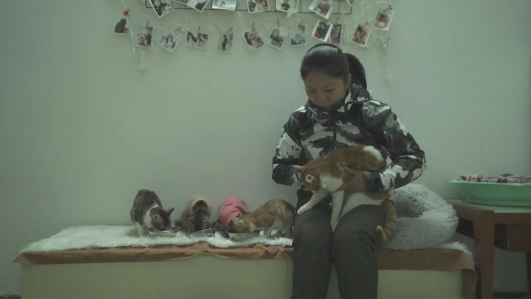 案件通报 流浪猫泛滥成灾，女子为2000多只流浪猫做绝育，花光50万积蓄