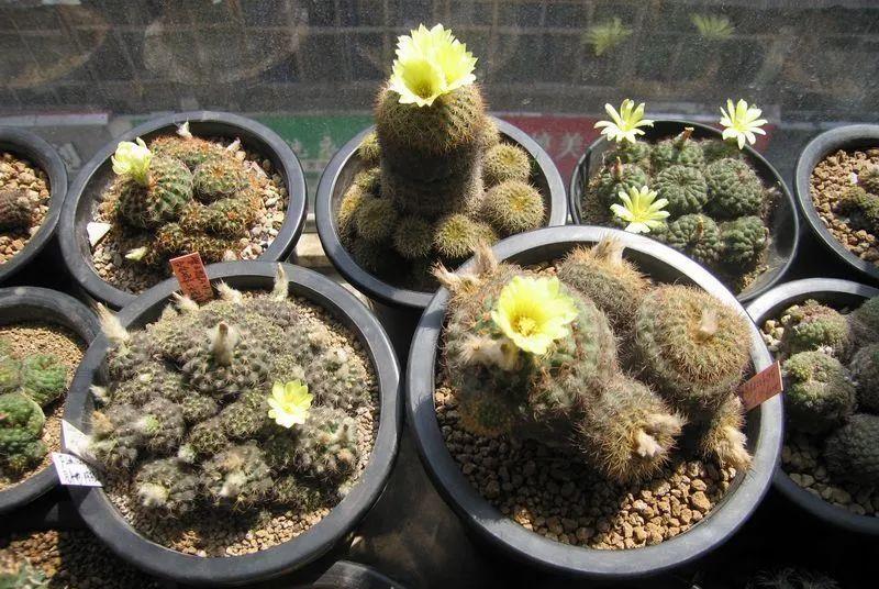 种上阳台|误以为仙人掌很难开花，凑齐“4个条件”，开花一点不难！