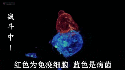 杭吉泰迪干细胞|免疫细胞与健康的八大关系,值得了解一下!