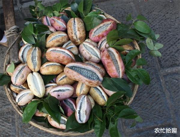 医生|人称“北方白香蕉”，成熟就炸开，一斤10元，在南方热卖