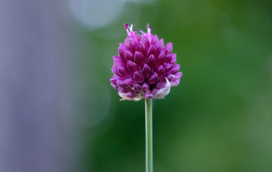 旧爱|6月底，花开花落，旧爱复合，默默守候，3生肖痛苦挣扎，破镜重圆
