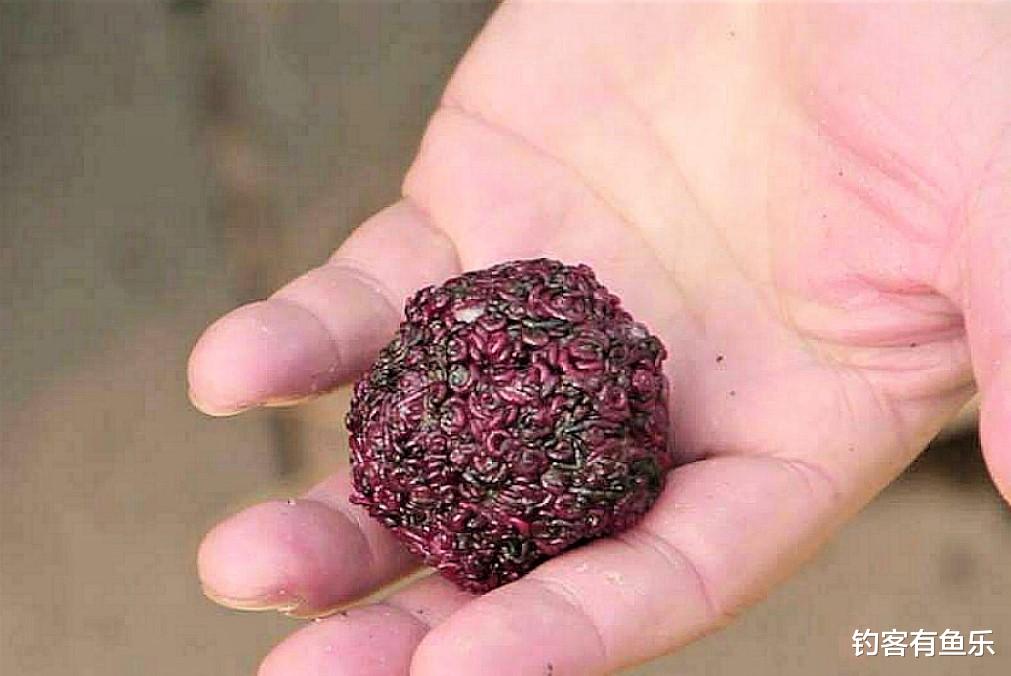 饵料|红虫是寄生虫不能钓鱼?冬季这样用红虫作钓,渔获翻番