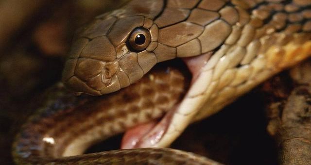 科学家 菜花蛇没毒，凭什么被称为“百蛇之王”？别的毒蛇反而还怕它？