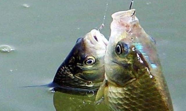 |钓鲫鱼这样打窝实在是太过瘾，春天每试一次，上鱼速度那叫一个快