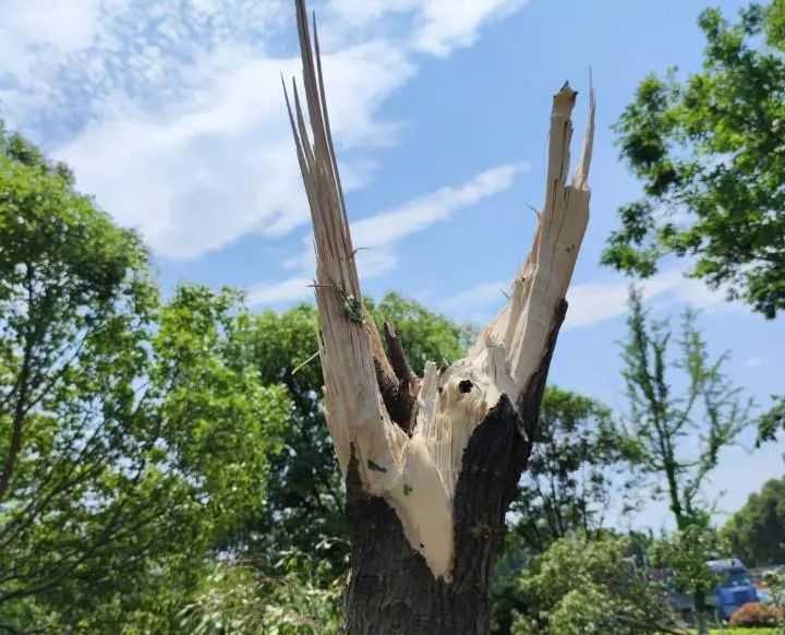 科普大世界 最大风力17级，苏州武汉同时出现龙卷风，这种风怎么会在城市出现