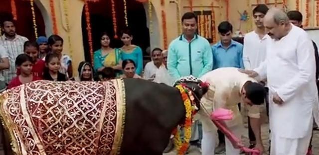  印度男子抛妻弃子，花17万和母牛结婚，婚后同床共枕生活幸福