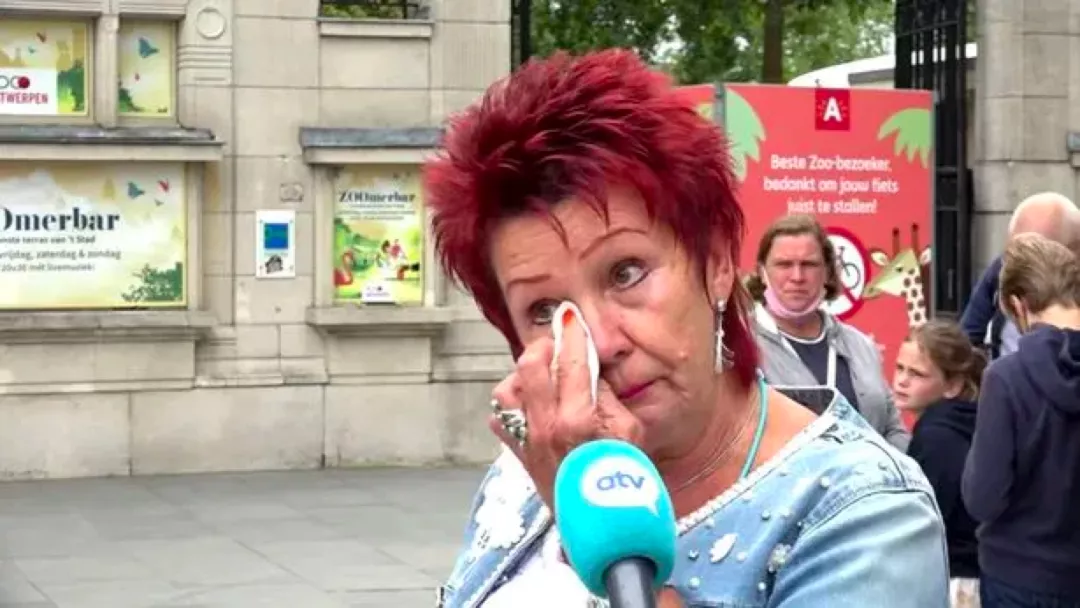 宿州 比利时女子与猩猩相爱，频繁送吻影响猩际交往，被禁入动物园