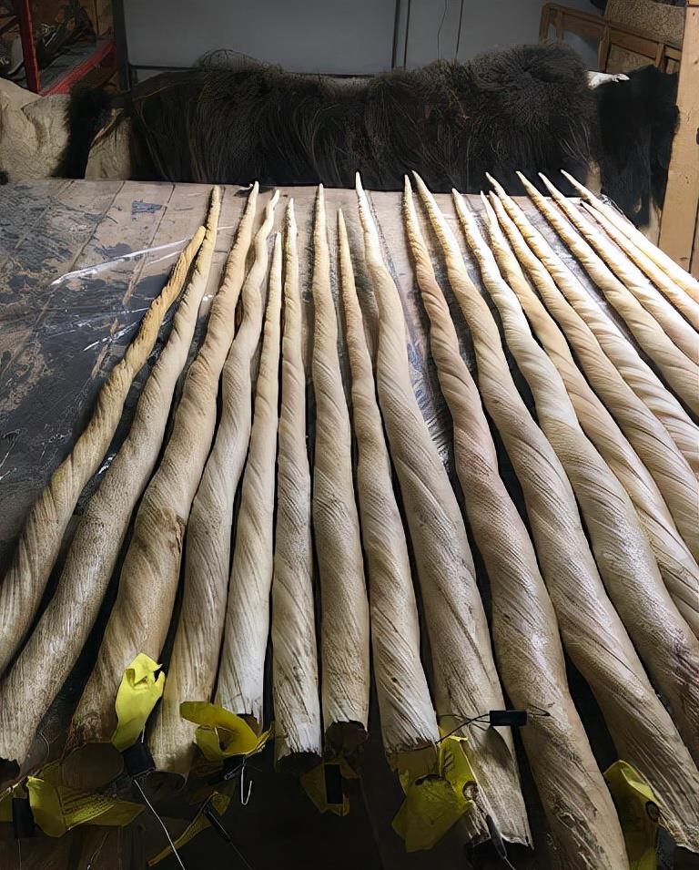 世界上“最豪横的动物”,独角鲸的牙齿有哪些奇特的地方?