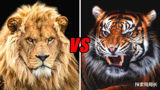 孟加拉虎 巴巴里狮vs孟加拉虎，谁才是地球上最强大的格斗家？