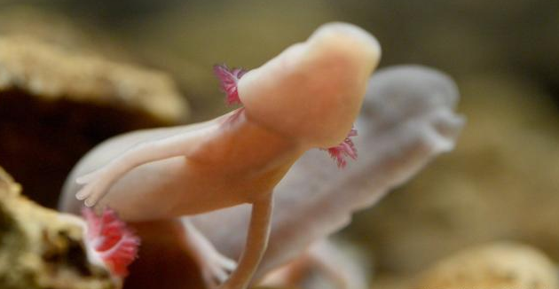 系外行星 树懒:虽然我懒但还有比我更懒的