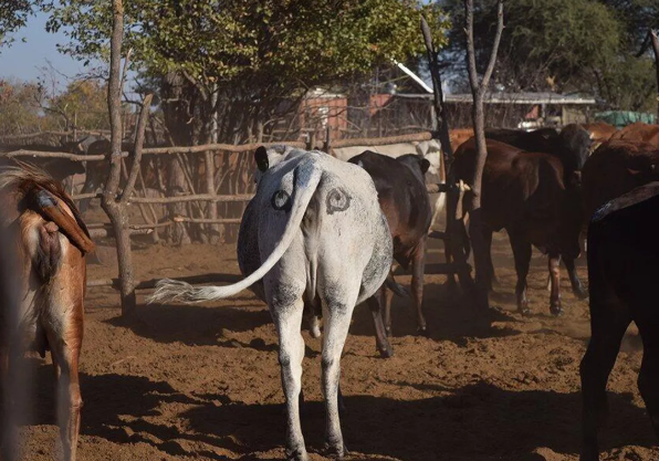 老虎 来自背后危险，为什么人类头部后面没有进化出眼睛？