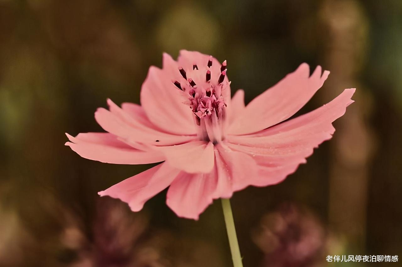 老伴儿风停夜泊聊情感|冷暴力的男人,是什么心理?越早知道越好