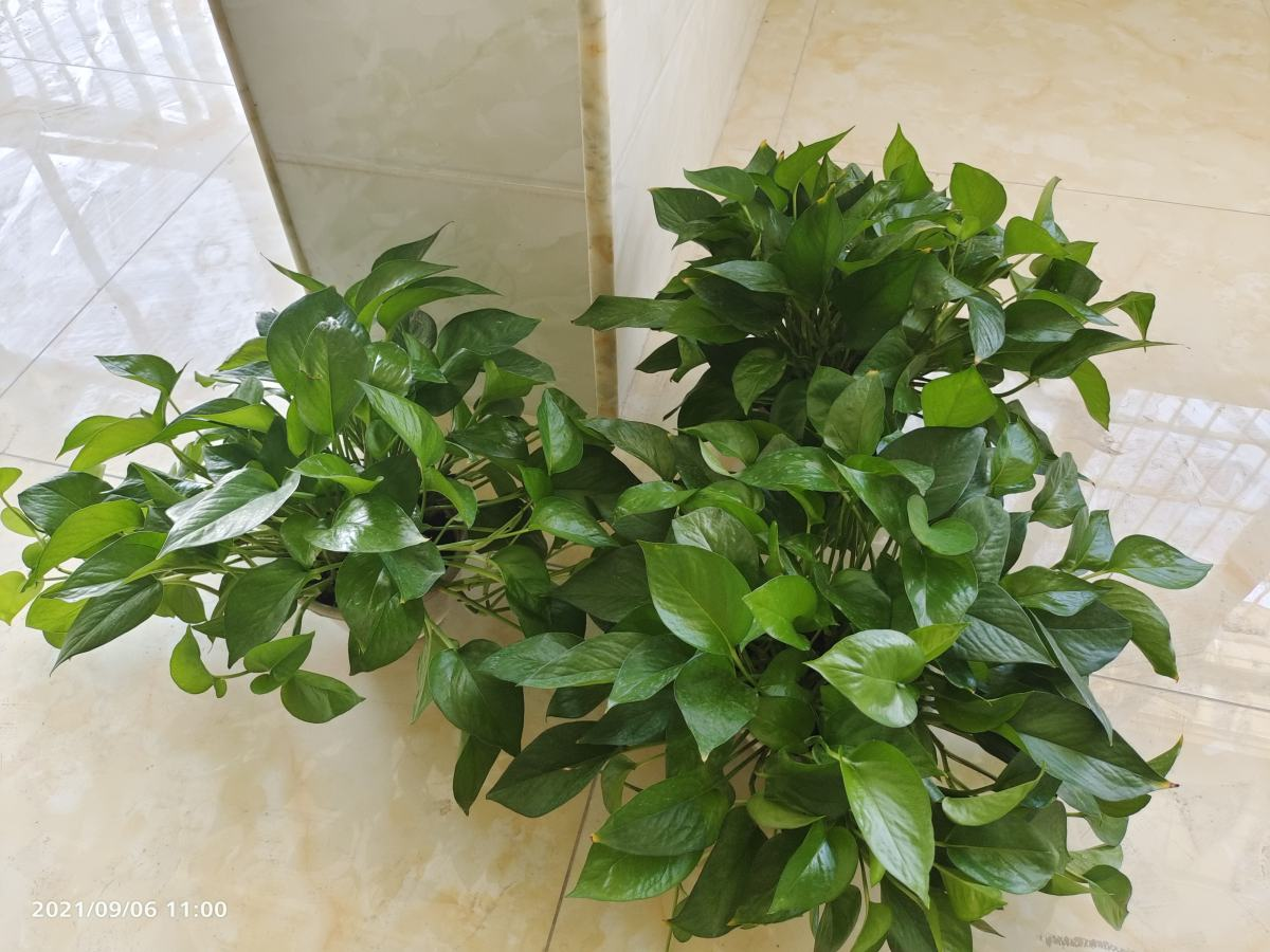 含羞草|不宜放在卧室养的8种植物，赶紧搬出去，中毒就糟了
