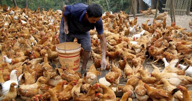 菠萝星球娱乐 大肉毛鸡没有持久力败下阵来，土鸡突破口在哪里？