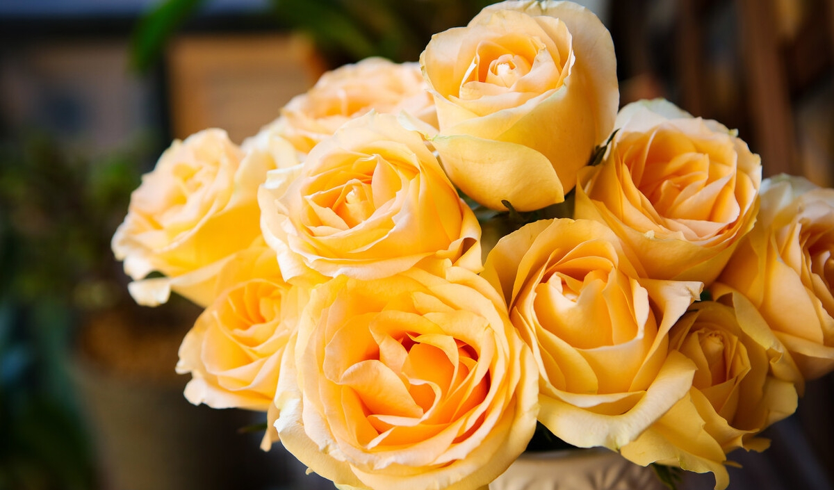 心理測試：憑感覺選一束玫瑰花，測你會碰到一個怎樣的情人知己-圖4