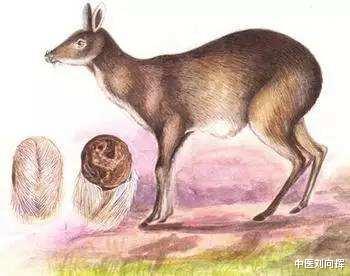 中药|消肿、散结没办法?四味低调、力量大的中药,帮你改善