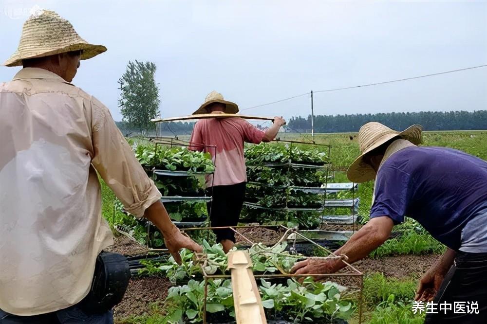 肝纤维化|立秋后,中医提醒:这7类人趁着末伏,抓紧养好阳气