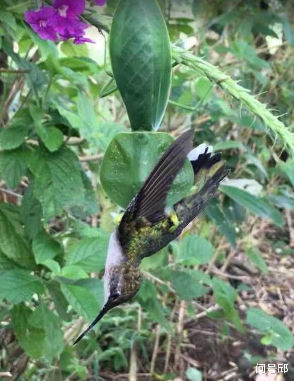 太空 螳螂捕食蜂鸟，在求爱中享受美味的鸟肉，体验双重快感