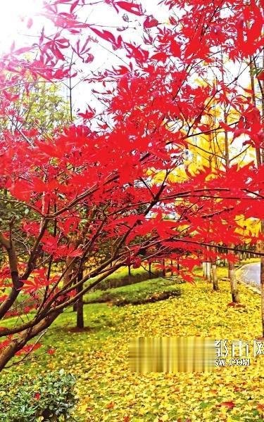 观山湖公园铺上金色“地毯”