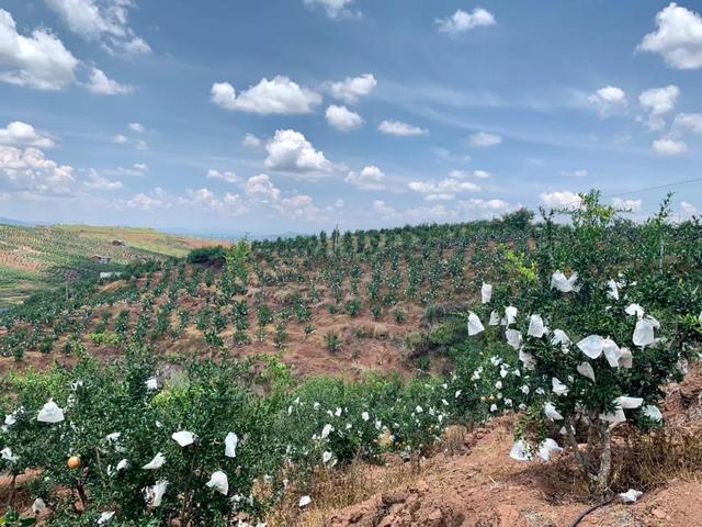 石榴|中老年人秋天多吃这种水果好，粒大籽软纯甜多汁，软化血管没商量
