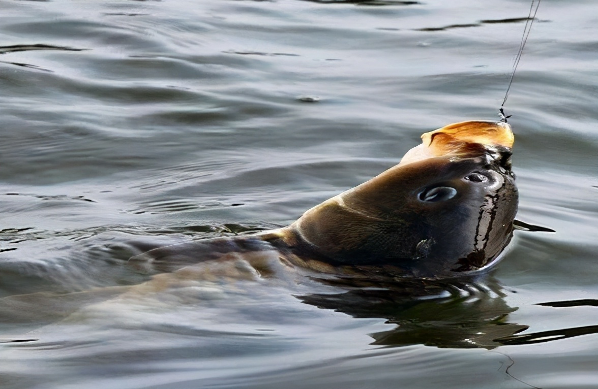 案件通报|黑坑总是钓不好，实用黑坑钓鱼技巧送给你，助你爆护——盛世三渔