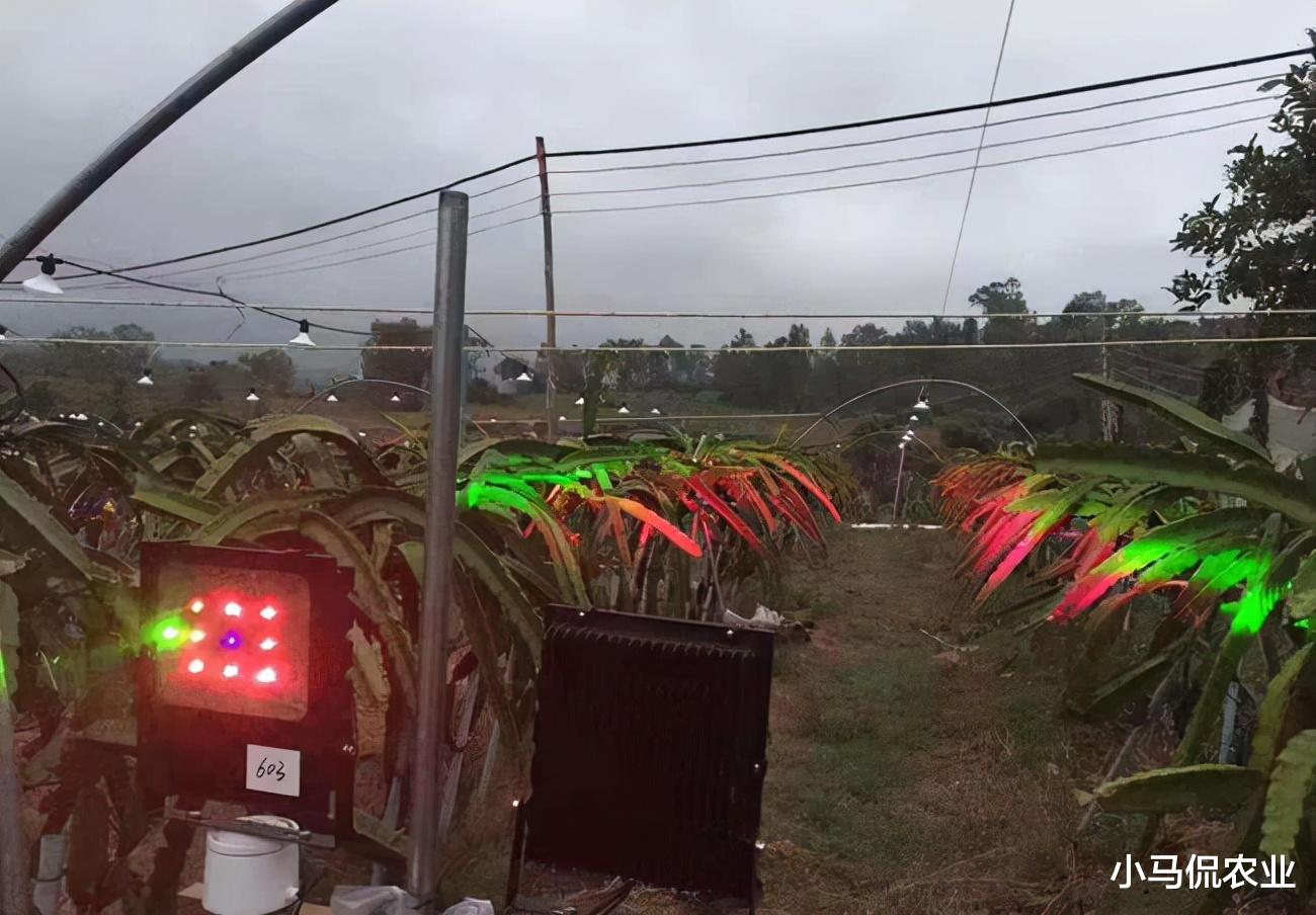 “采花大盗”夜里头戴矿灯采花忙，花要比果贵7倍，一年白捡400万