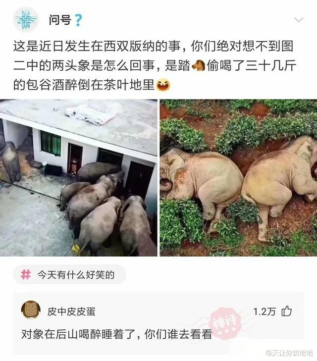 神回复|神回复：第一次带朋友游泳，需要注意什么？被神评笑死了