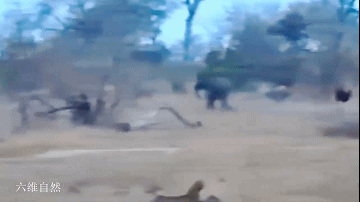 六维自然|南非一头瘸腿雄狮,遭小象挑衅,若不是象群在附近,小象就被猎食